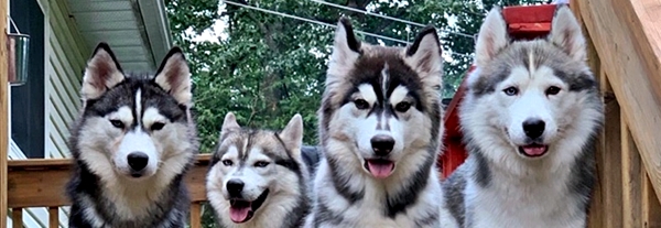 Husky kennels near me shop